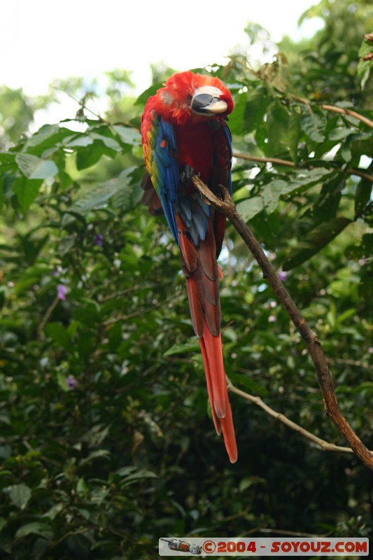 Tena - Parque Amazonico - Papagayo Escarlata
Mots-clés: Ecuador animals oiseau Papagayo Escarlata perroquet