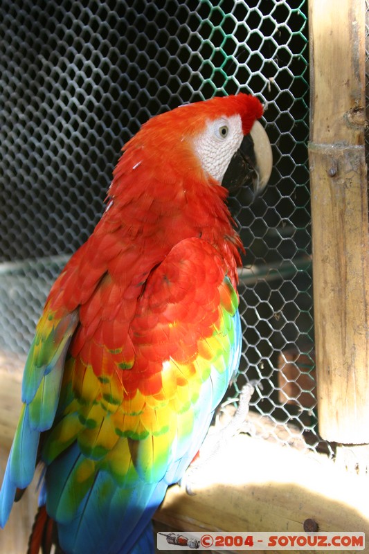 Tena - Parque Amazonico - Papagayo Escarlata
Mots-clés: Ecuador animals oiseau Papagayo Escarlata perroquet