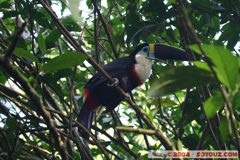 Tena - Parque Amazonico - Tucan Goliblanco
Mots-clés: Ecuador animals oiseau Toucan Tucan Goliblanco