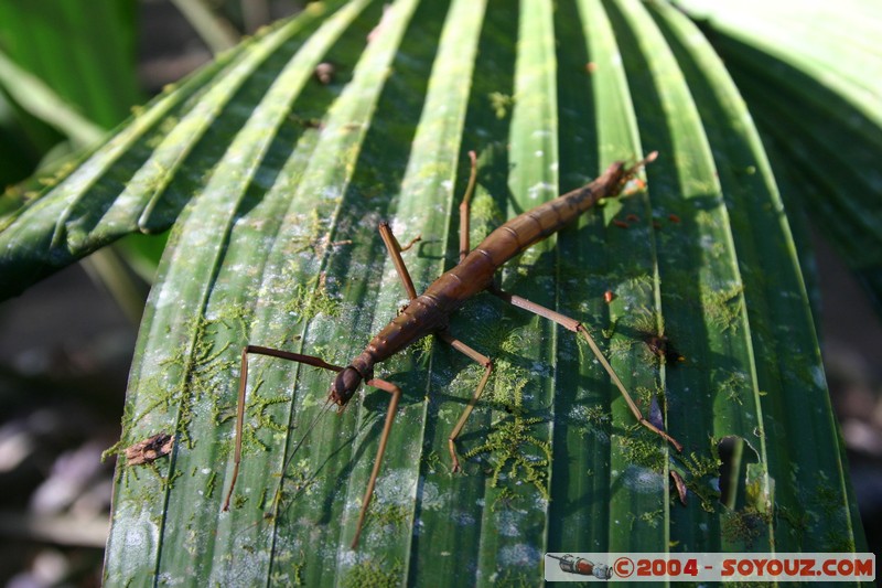 Tena - Parque Amazonico - Phasme
Mots-clés: Ecuador animals Insecte