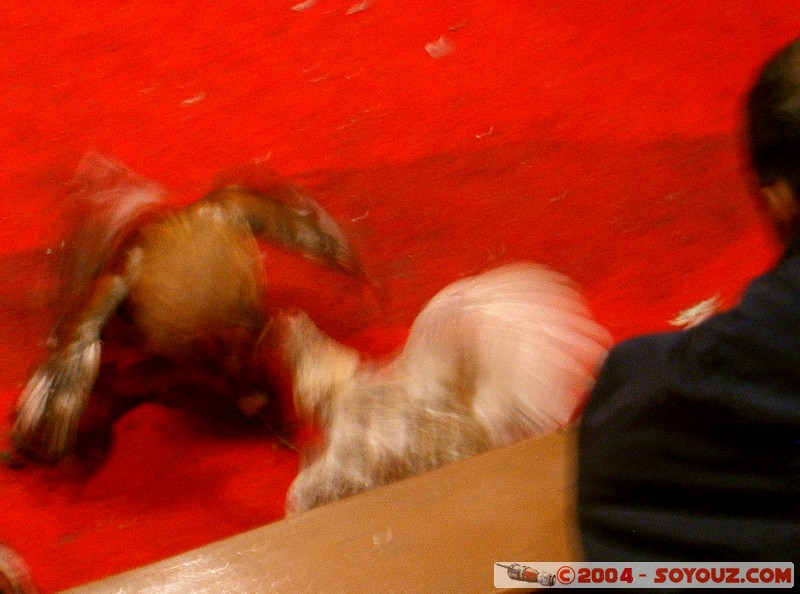 Asociacion de Galleros de Otavalo
Mots-clés: Ecuador animals Poule