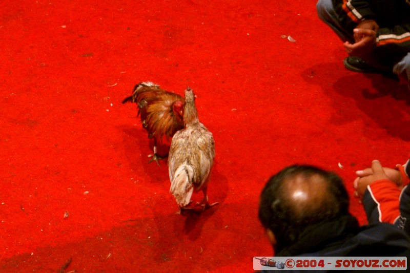 Asociacion de Galleros de Otavalo
Mots-clés: Ecuador animals Poule