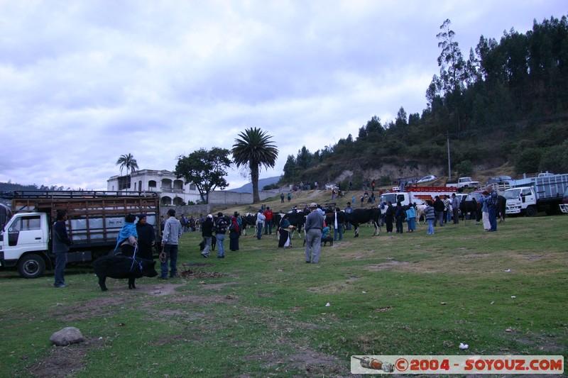 Otavalo - Marche aux bestiaux
Mots-clés: Ecuador Marche animals