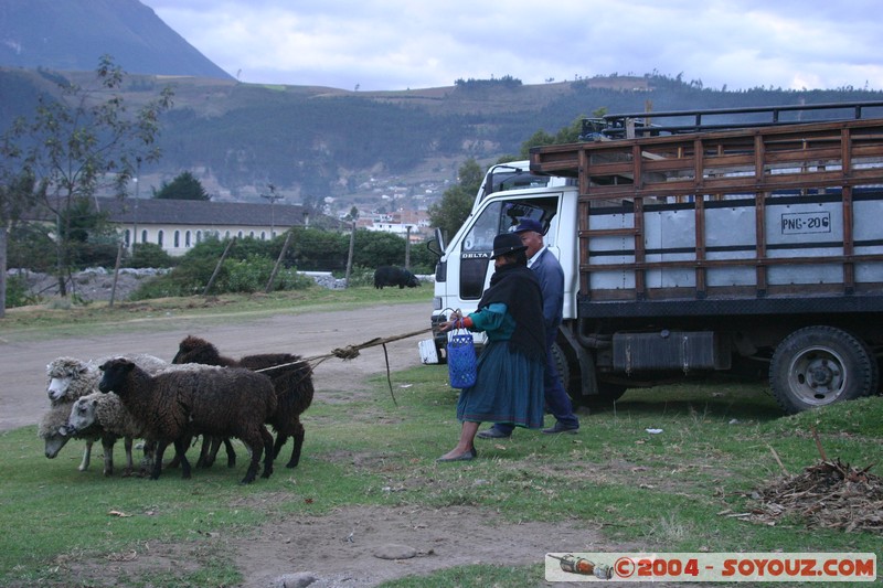 Otavalo - Marche aux bestiaux
Mots-clés: Ecuador Marche animals Mouton