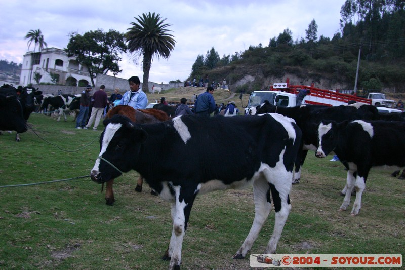 Otavalo - Marche aux bestiaux
Mots-clés: Ecuador Marche animals vaches