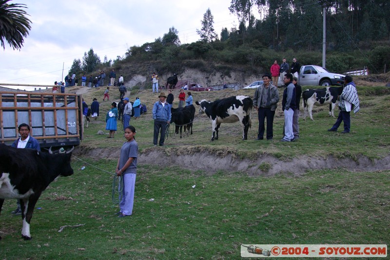 Otavalo - Marche aux bestiaux
Mots-clés: Ecuador Marche animals vaches personnes