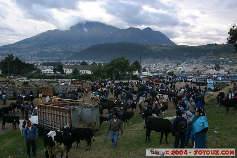 Otavalo - Marche aux bestiaux
Mots-clés: Ecuador Marche animals vaches