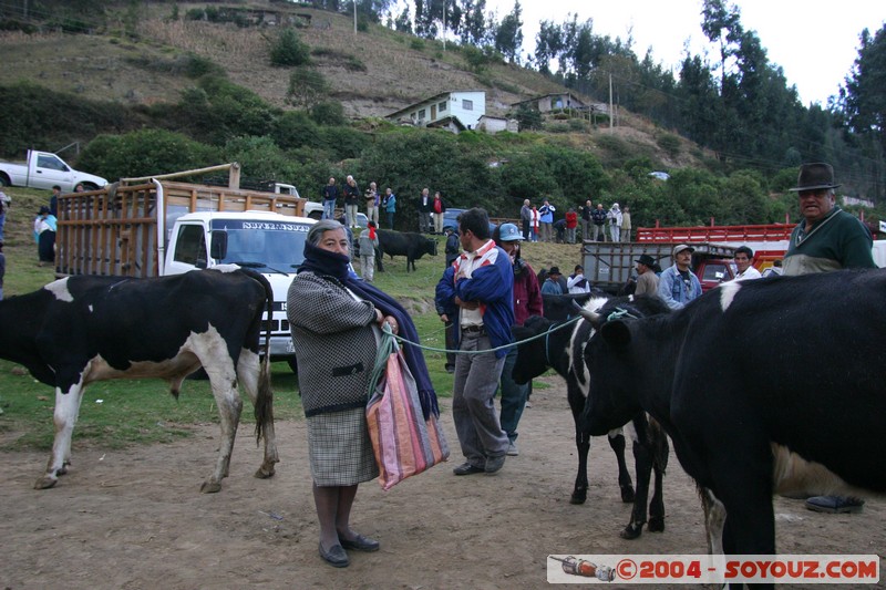 Otavalo - Marche aux bestiaux
Mots-clés: Ecuador Marche animals vaches