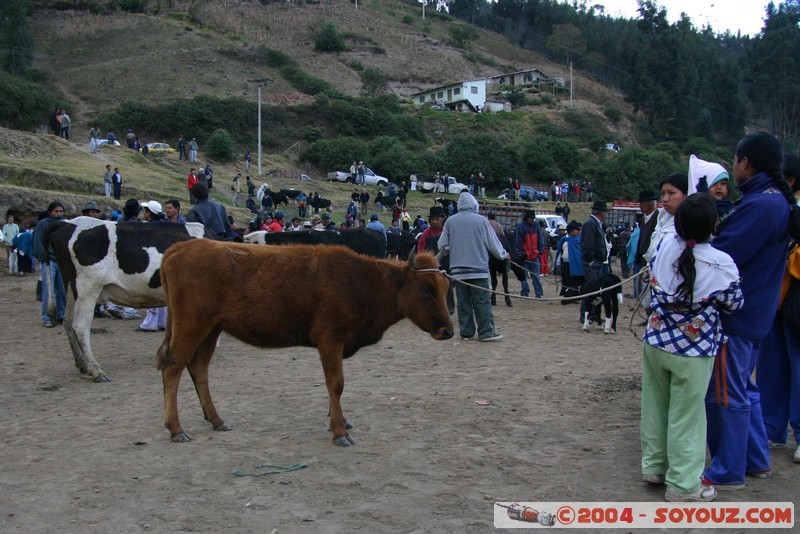 Otavalo - Marche aux bestiaux
Mots-clés: Ecuador Marche animals vaches