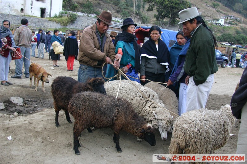 Otavalo - Marche aux bestiaux
Mots-clés: Ecuador Marche animals Mouton personnes