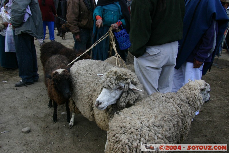 Otavalo - Marche aux bestiaux
Mots-clés: Ecuador Marche animals Mouton