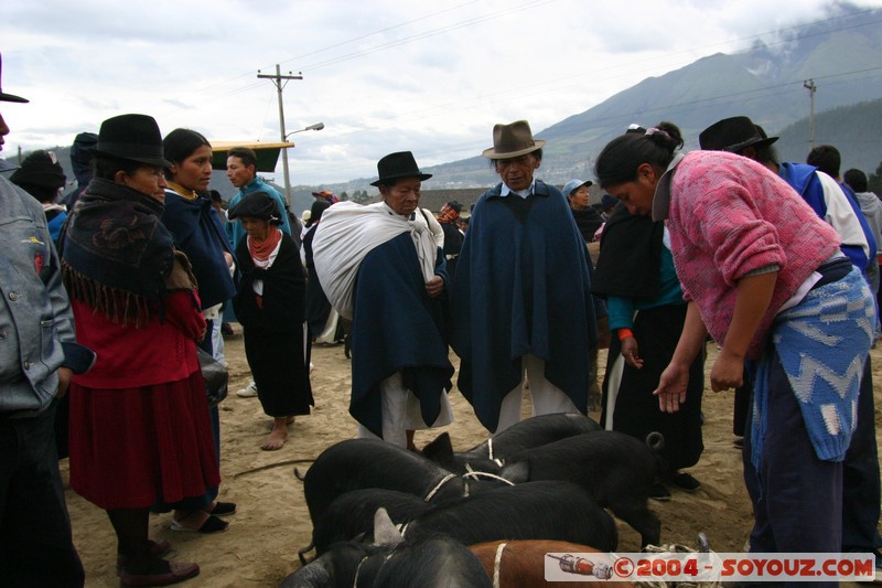 Otavalo - Marche aux bestiaux
Mots-clés: Ecuador Marche animals cochon personnes