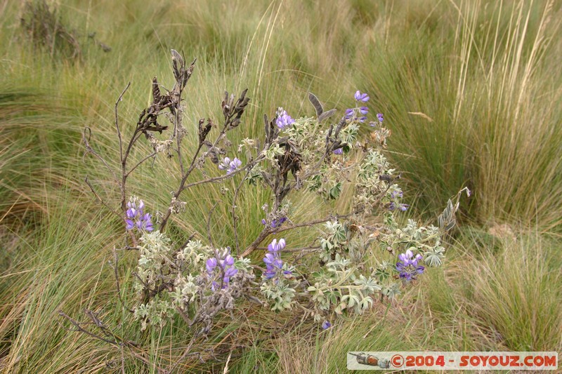 Lagunas de Mojanda - fleurs locales
Mots-clés: Ecuador fleur