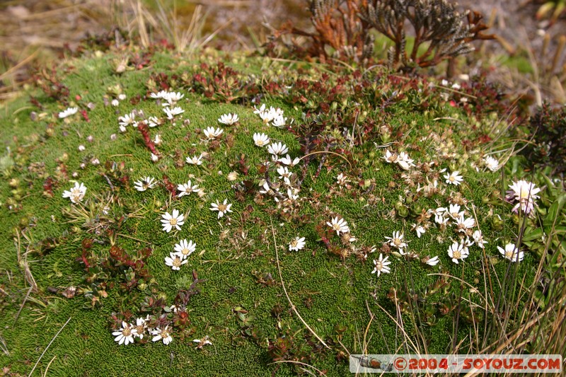 Lagunas de Mojanda - fleurs locales
Mots-clés: Ecuador fleur