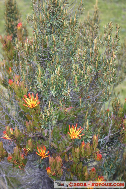 Lagunas de Mojanda - fleurs locales
Mots-clés: Ecuador fleur