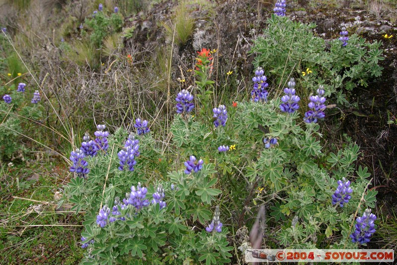 Lagunas de Mojanda - fleurs locales
Mots-clés: Ecuador fleur