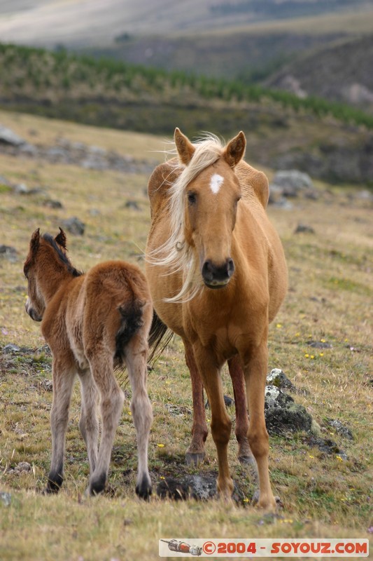 Cotopaxi - Chevaux
Mots-clés: Ecuador volcan animals cheval