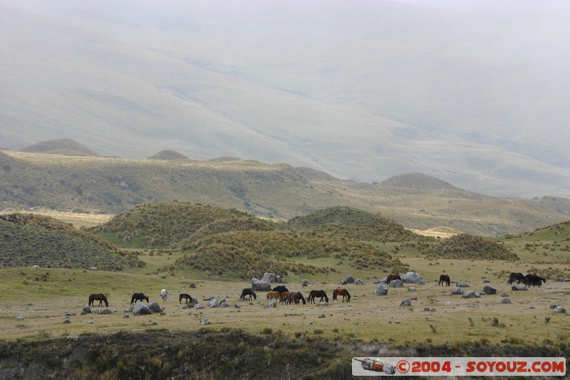 Cotopaxi
Mots-clés: Ecuador volcan animals cheval