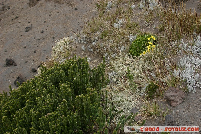 Cotopaxi
Mots-clés: Ecuador volcan fleur