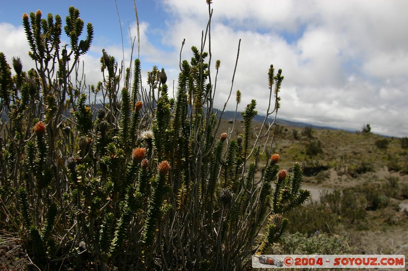 Cotopaxi
Mots-clés: Ecuador volcan fleur