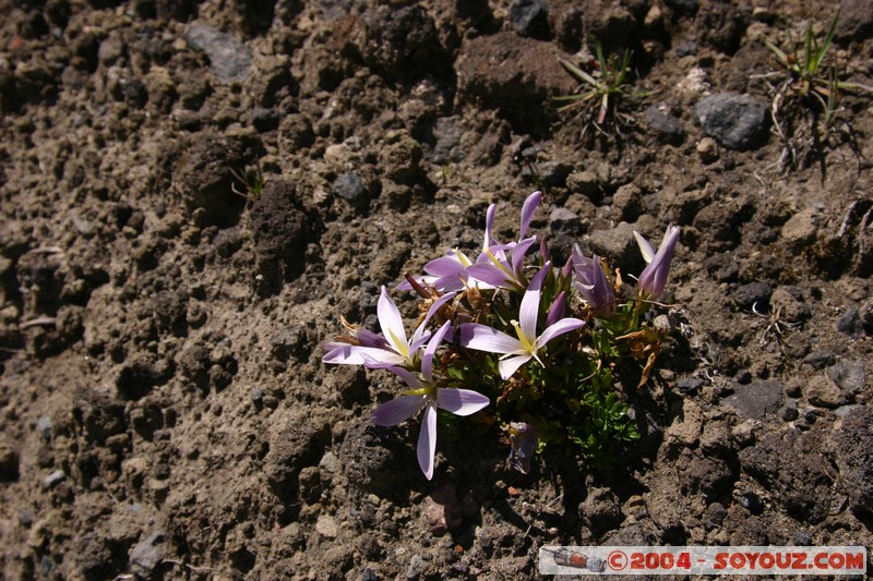 Cotopaxi
Mots-clés: Ecuador volcan fleur