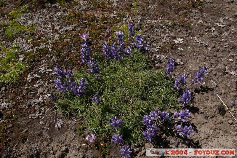 Cotopaxi
Mots-clés: Ecuador volcan fleur