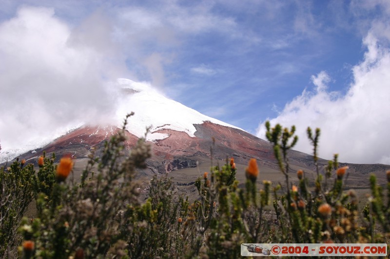 Cotopaxi
Mots-clés: Ecuador volcan fleur