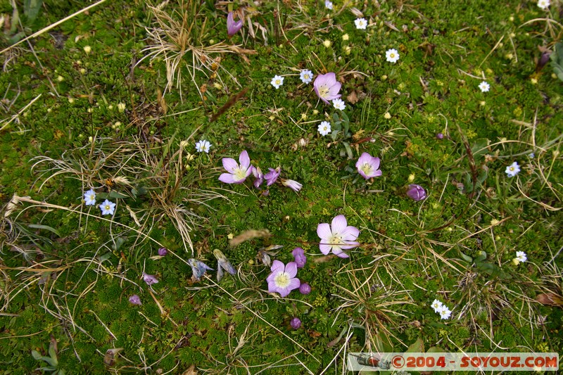 Cotopaxi
Mots-clés: Ecuador volcan fleur