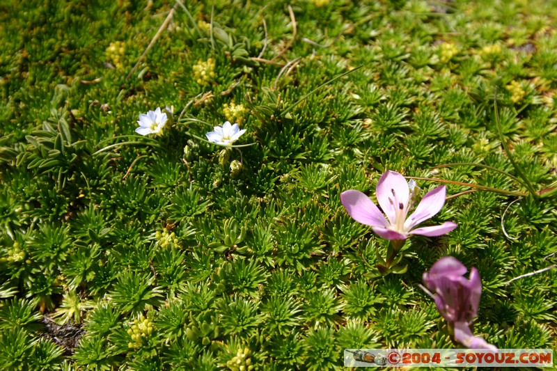 Cotopaxi
Mots-clés: Ecuador volcan fleur