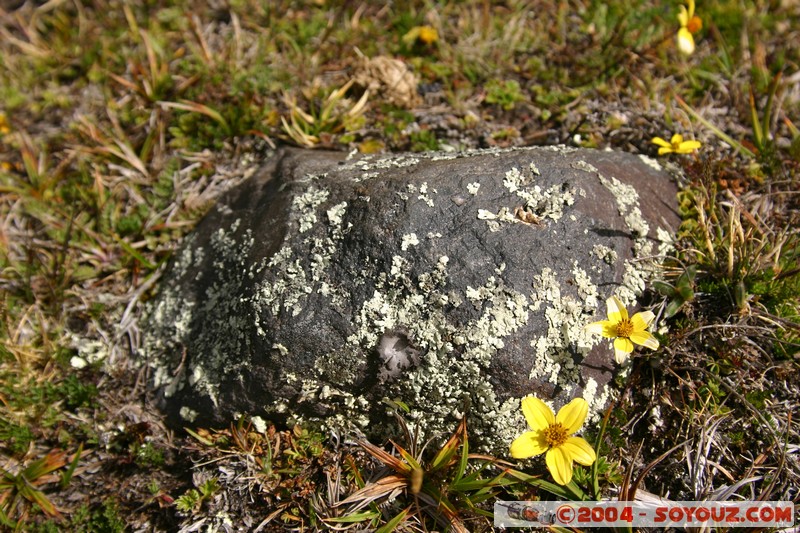 Cotopaxi
Mots-clés: Ecuador volcan fleur