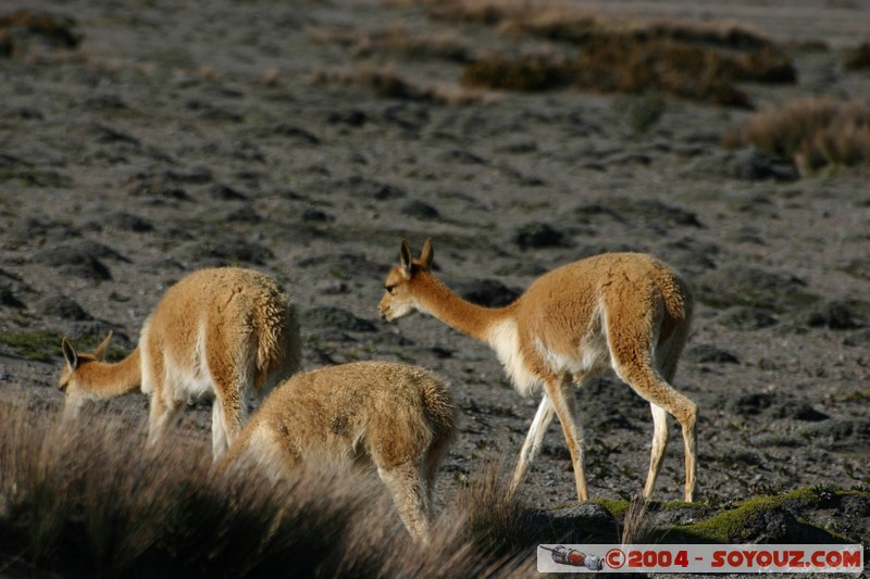 Chimborazo - Vicuna
Mots-clés: Ecuador volcan Vicuna