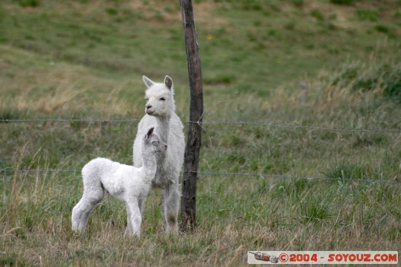 Chimborazo - Lama
Mots-clés: Ecuador volcan animals Lama