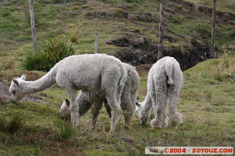 Chimborazo - Lama
Mots-clés: Ecuador volcan animals Lama