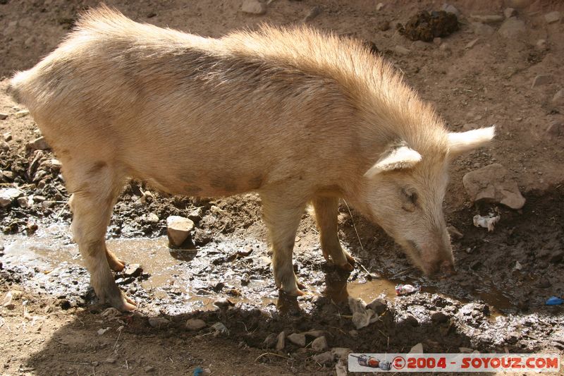 Taray - Cochon
Mots-clés: peru Valle Sagrado de los Incas animals cochon