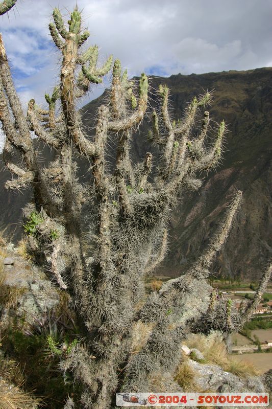 Ollantaytambo
Mots-clés: peru Valle Sagrado de los Incas Ruines Incas