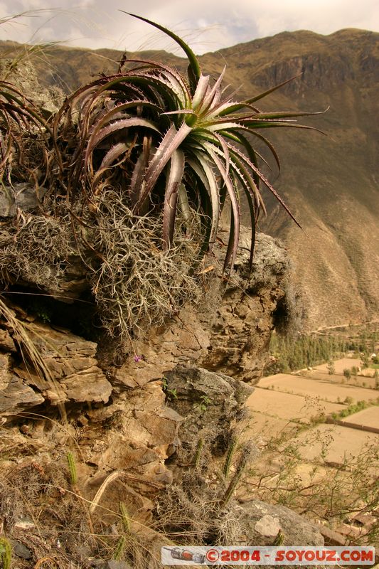 Ollantaytambo
Mots-clés: peru Valle Sagrado de los Incas Ruines Incas