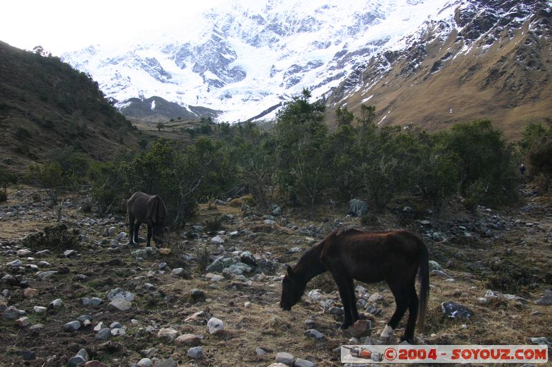 Camino Inca - Soraypampa
Mots-clés: peru Camino Inca Alternativo animals cheval