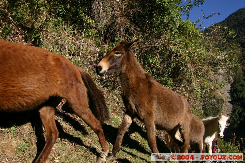 Camino Inca - Collpapampa - Anes
Mots-clés: peru Camino Inca Alternativo animals ane