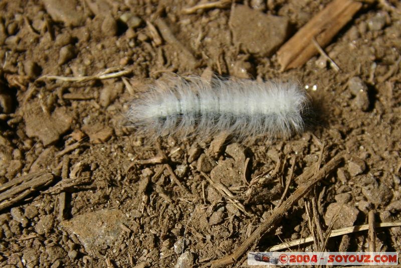 Camino Inca - Lluskamayu - Chenille
Mots-clés: peru Camino Inca Alternativo Insecte chenille