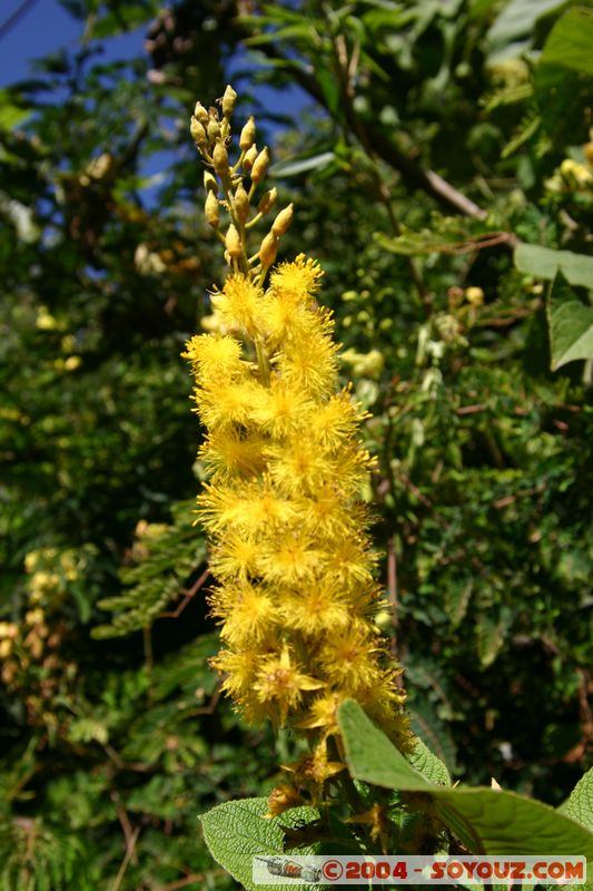 Camino Inca - Lluskamayu
Mots-clés: peru Camino Inca Alternativo fleur