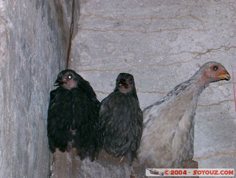 Camino Inca - Santa Teresa
Mots-clés: peru Camino Inca Alternativo animals oiseau Poule