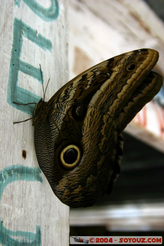 Camino Inca - Hidroelectrica - Mariposa
Mots-clés: peru Camino Inca Alternativo animals Insecte papillon