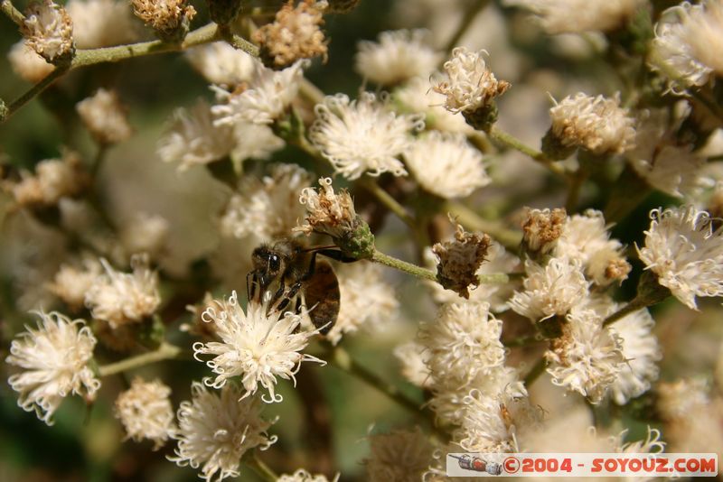 Camino Inca - Hidroelectrica - Abeille
Mots-clés: peru Camino Inca Alternativo fleur Insecte animals Abeille