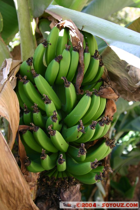 Camino Inca - Hidroelectrica - Bananes
Mots-clés: peru Camino Inca Alternativo Banane fruit