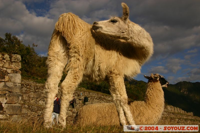 Machu Pichu - Lama
Mots-clés: peru Machu Pichu animals Lama