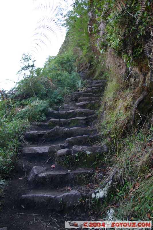 Huayna Picchu
Mots-clés: peru Machu Pichu Ruines Incas patrimoine unesco