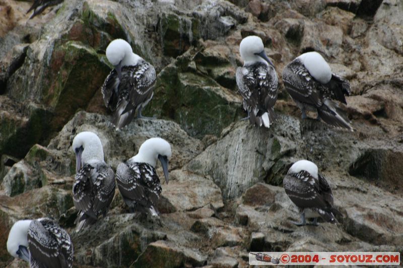 Islas Ballestas - Piquero Camanay
Mots-clés: peru animals oiseau Piquero Camanay