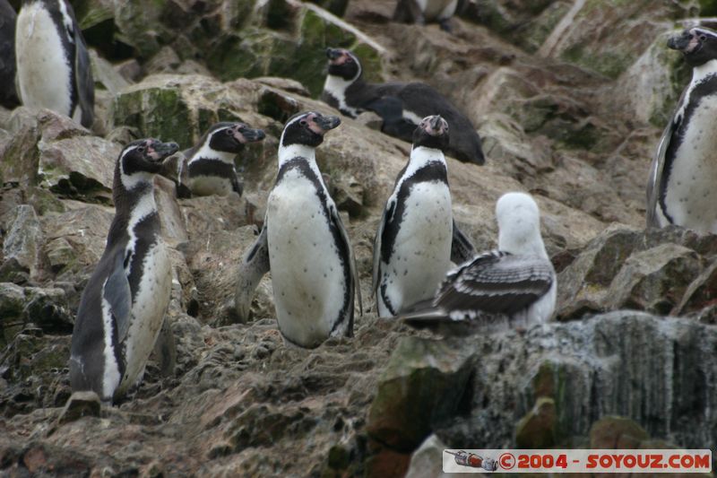 Islas Ballestas - Pingouin de Humboldt
Mots-clés: peru animals oiseau Pingouin