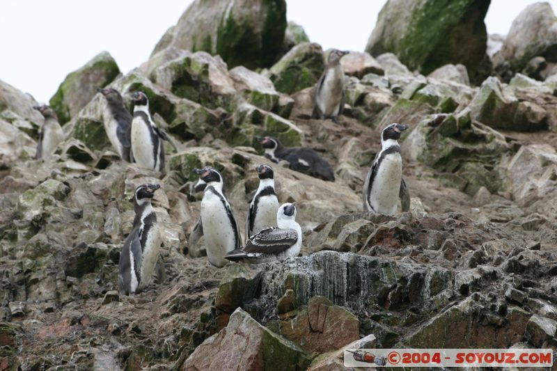 Islas Ballestas - Pingouin de Humboldt
Mots-clés: peru animals oiseau Pingouin