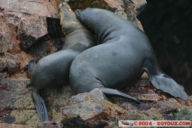 Islas Ballestas - Otaries
Mots-clés: peru animals otarie